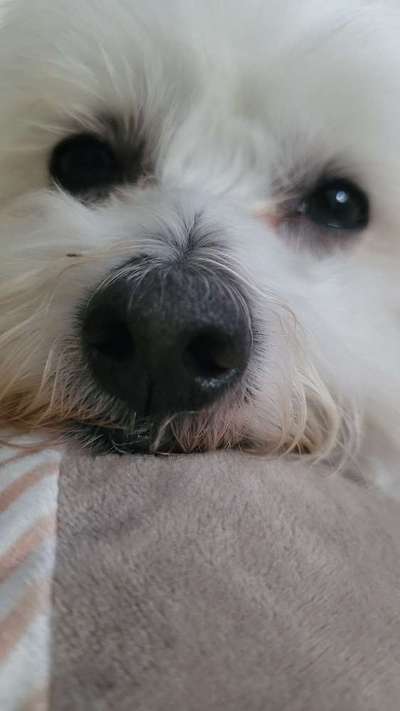 Zeigt mir die tollste Nahaufnahme von eurer Fellnase-Beitrag-Bild