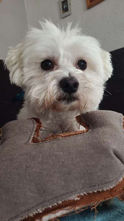 Zeigt mir die tollste Nahaufnahme von eurer Fellnase-Beitrag-Bild