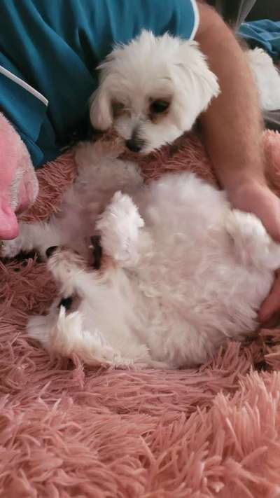 Kleine Hunde ganz Groß-Beitrag-Bild