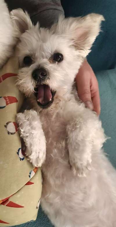 Zeigt mir die tollste Nahaufnahme von eurer Fellnase-Beitrag-Bild