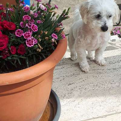 Fotochallange 63: "Dein blühendes Hündchen"-Beitrag-Bild