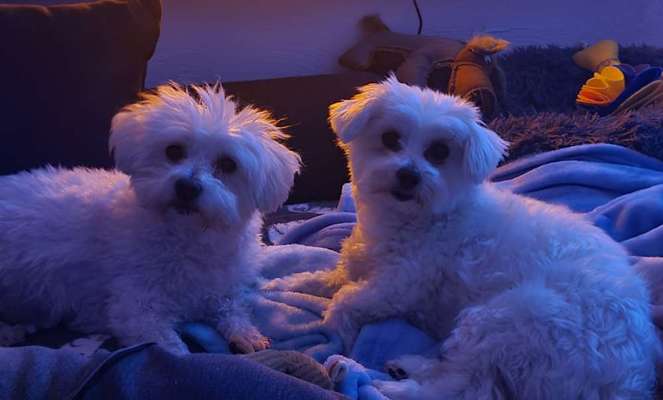 Kleine Hunde ganz Groß-Beitrag-Bild