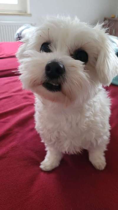 Dogorama Photo Challenge - Einmal lächeln bitte-Beitrag-Bild