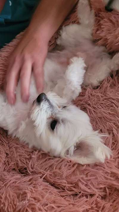 Kleine Hunde ganz Groß-Beitrag-Bild