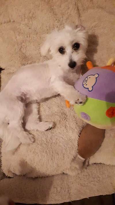 Dogorama Photo Challenge - Lieblingsspielzeug!-Beitrag-Bild