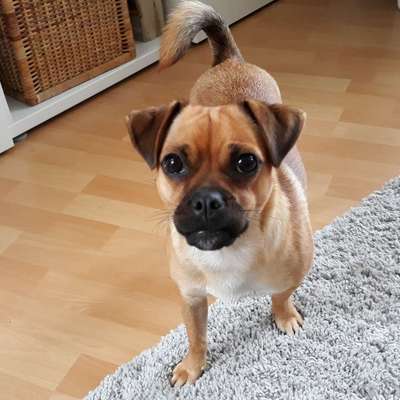 Hundetreffen-Gegenseitige Hundebtreuung-Bild