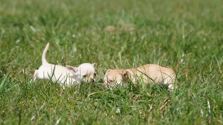 Hundetreffen-Welpen treffen in katharinenstraße 28-Bild