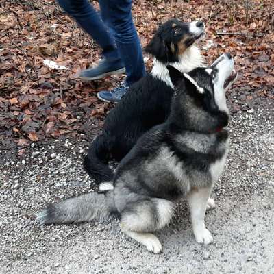 Hundetreffen-Junghund-Treffen-Bild