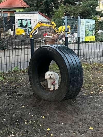 Hundetreffen-Kleine Hunde ( bis 8kg ) Treff auf dem kleinen Hundeplatz :)-Bild
