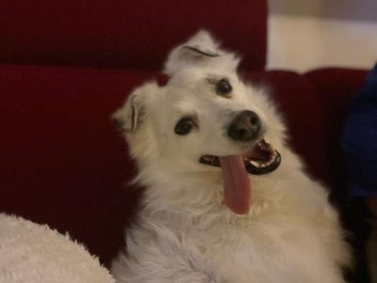 Dogorama Photo Challenge - Portrait-Beitrag-Bild