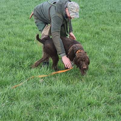 Hundetreffen-Gemeinsames Training-Bild