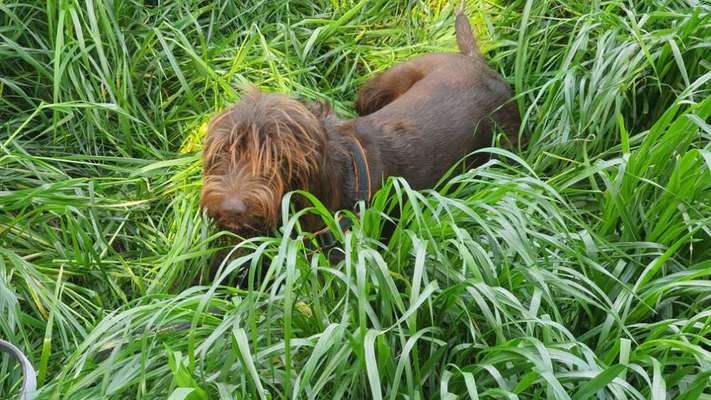 Immer der Nase nach - die schönsten Jagdhund-Bilder-Beitrag-Bild