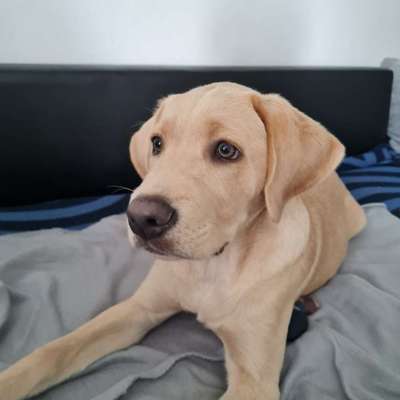 Reinrassige Hunde?-Beitrag-Bild