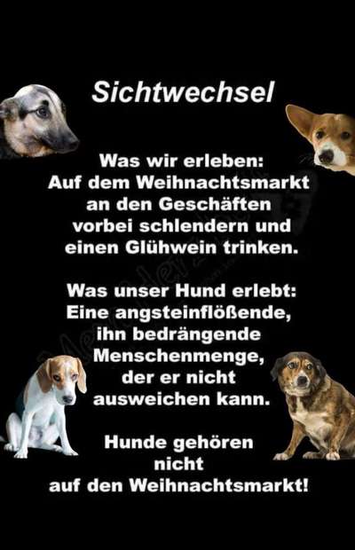 ✨ Hunde auf Weihnachtsmärkten – ja oder nein? ✨-Beitrag-Bild