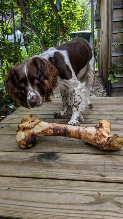 Springer Spaniel-Beitrag-Bild