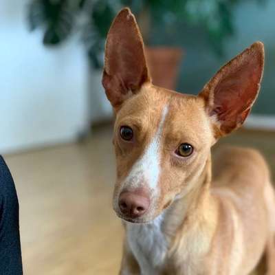 Hundetreffen-Kleine Hundefreunde gesucht-Bild