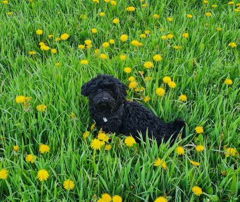 Hundetreffen-Spieltreff-Bild