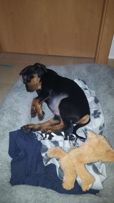 Welpen Bilder !-Beitrag-Bild