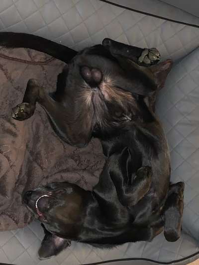 Zeigt mir die lustigsten Schlafpositionen eurer Fellnasen-Beitrag-Bild