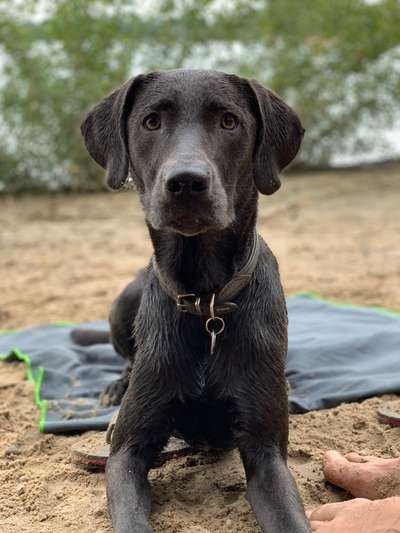 Labmaraner Freunde gesucht-Beitrag-Bild