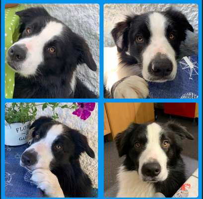 35.Collagen Challenge:„Bettelblick"-Beitrag-Bild