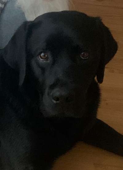 Dogorama Photo Challenge - Portrait-Beitrag-Bild