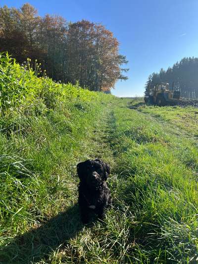 Hundetreffen-Havaneser und Kleinhunde in Weißenhorn-Bild