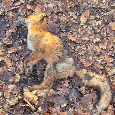 Giftköder-Toter Fuchs (Fuchsräude)-Bild