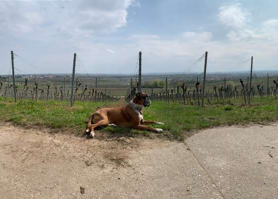 Deutsche Boxer-Beitrag-Bild