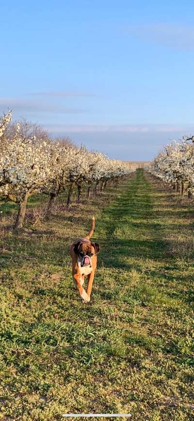 Deutsche Boxer-Beitrag-Bild