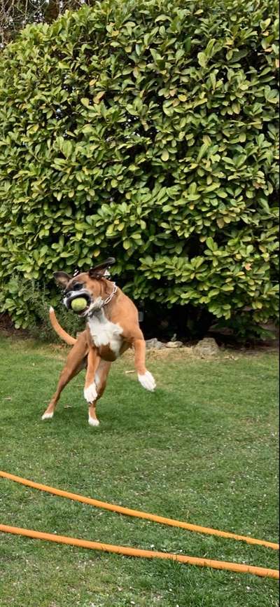 Deutsche Boxer-Beitrag-Bild