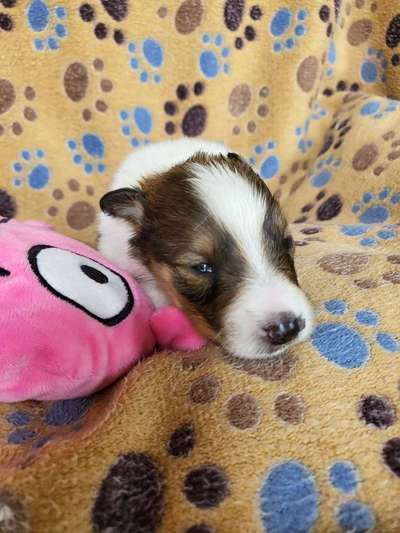 Welpen Bilder !-Beitrag-Bild