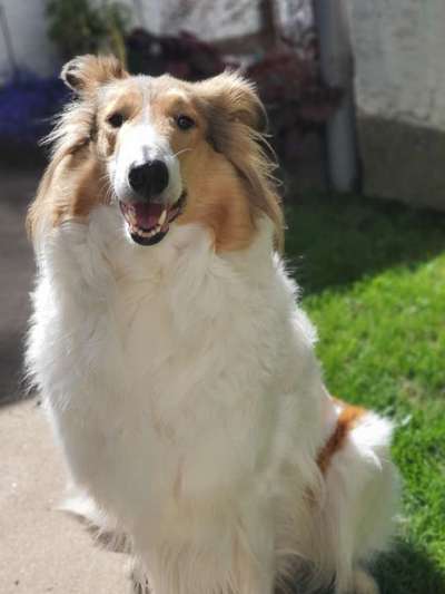 Langhaar Collies-Beitrag-Bild