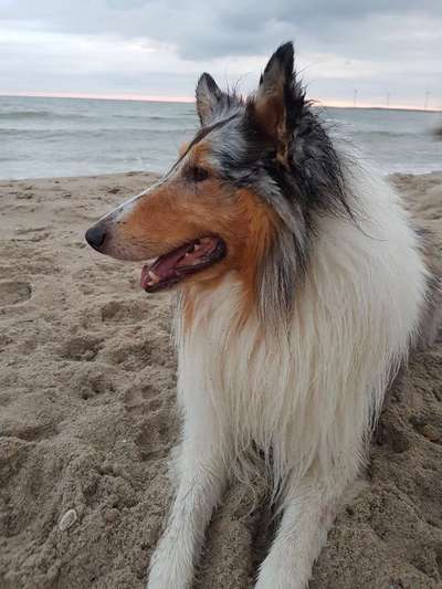 Dogorama Photo Challenge - Tierischer Urlaub-Beitrag-Bild