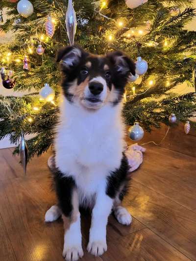 Collies -wo seid ihr?-Beitrag-Bild