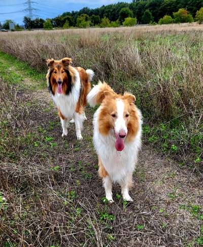 Collies -wo seid ihr?-Beitrag-Bild