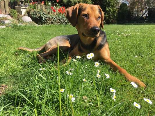 Die Dogorama Monats Challenge "Es grünt und blüht"-Beitrag-Bild