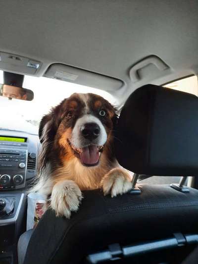 FOTOCHALLENGE 70 - Dein Hund im Auto-Beitrag-Bild