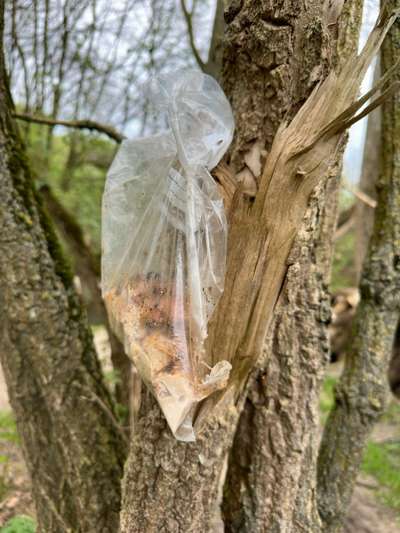 Giftköder-Kleine Fleischstücke an Baum gehängt-Bild