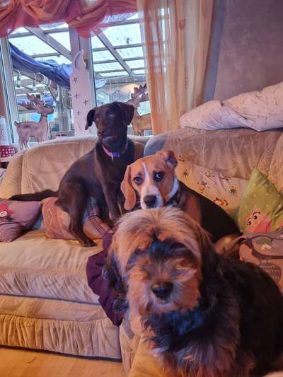 BIG LOVE :) mit 2 Hunden❣️-Beitrag-Bild