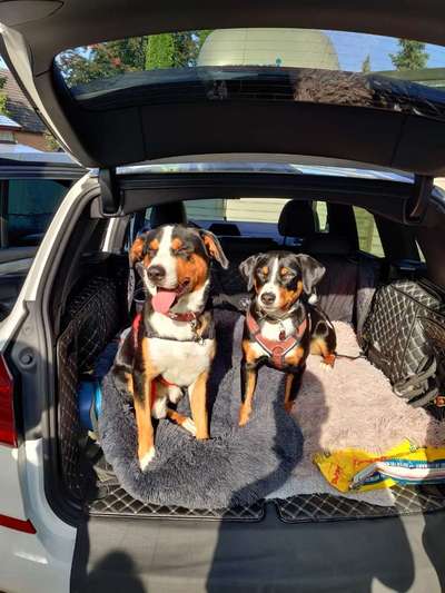 FOTOCHALLENGE 70 - Dein Hund im Auto-Beitrag-Bild