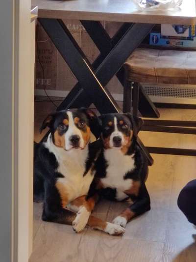 Appenzeller Sennenhunde-Beitrag-Bild