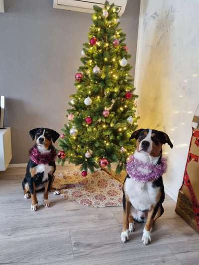 Appenzeller Sennenhunde-Beitrag-Bild