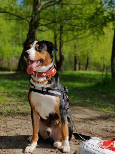 Appenzeller Sennenhunde-Beitrag-Bild