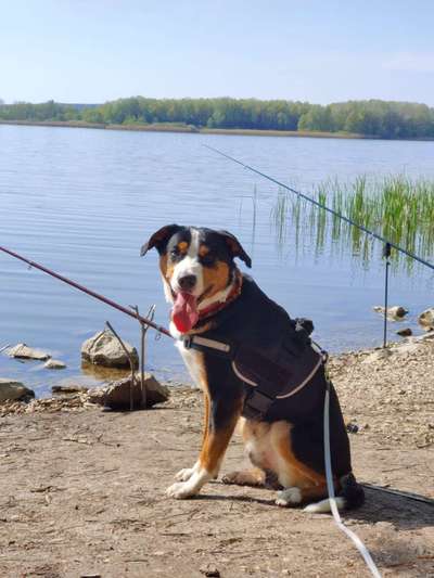 Dogorama Photo Challenge - Einmal lächeln bitte-Beitrag-Bild