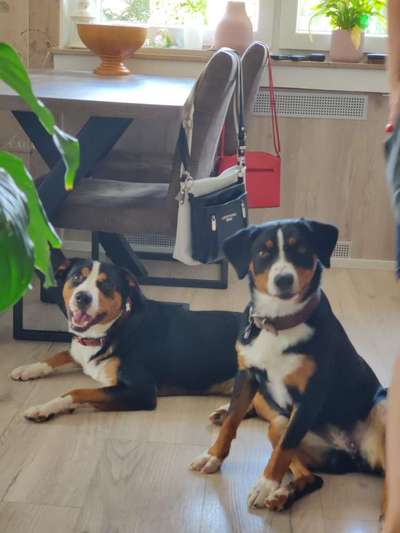 Dogorama Photo Challenge - Einmal lächeln bitte-Beitrag-Bild