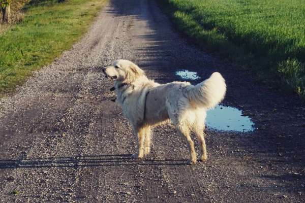 Wo sind die Golden Retriever Liebhaber?-Beitrag-Bild