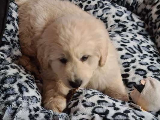 Welpen Bilder !-Beitrag-Bild