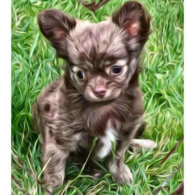 Welpen Bilder !-Beitrag-Bild