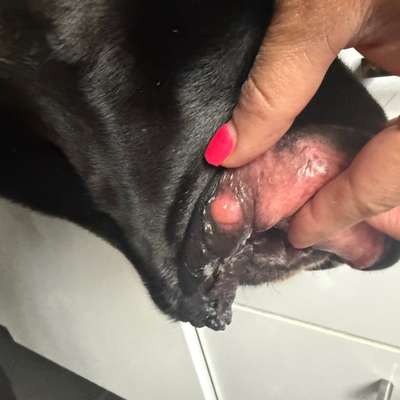 Harter Knubbel in der Lefze.-Beitrag-Bild